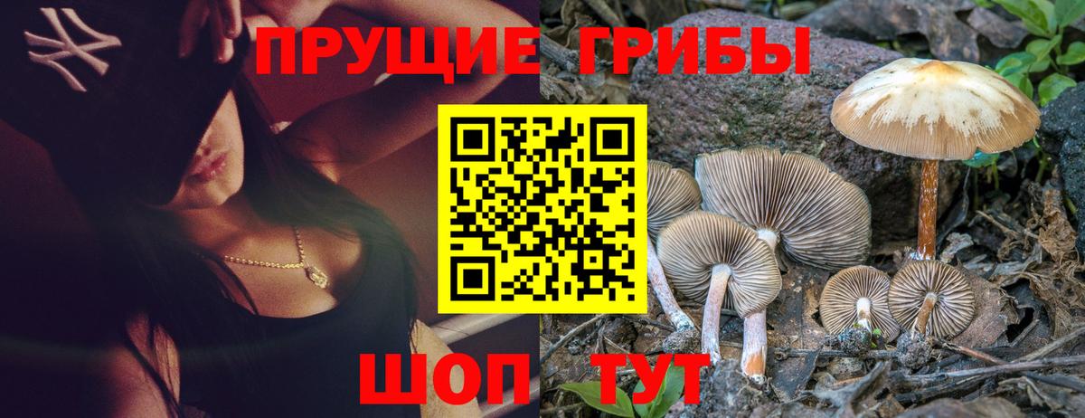 Псилоцибиновые грибы мицелий Богородск
